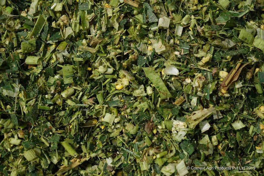 Corn Silage