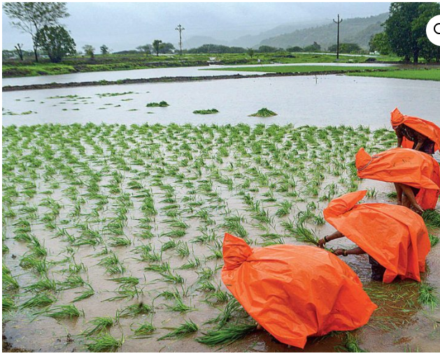 Agriculture Products