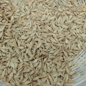 Extruded Foods