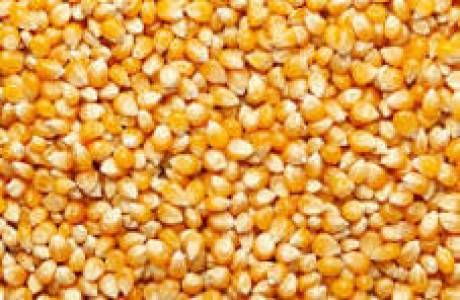Yellow Maize
