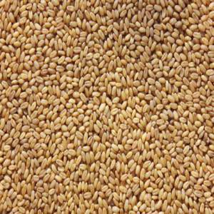 Wheat