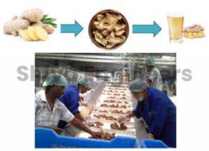 Ginger Processing Plant & Machinery