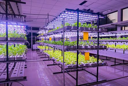 Hydroponic Systems & Polyhouses