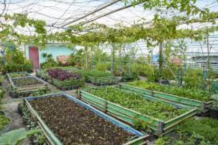 Terrace gardening