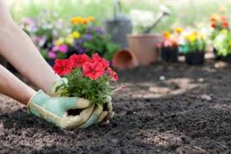Planting Flower