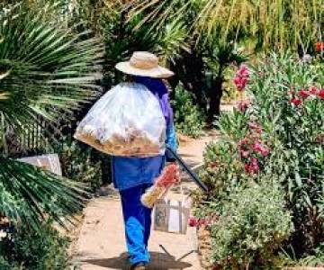 Garden Rush Removal
