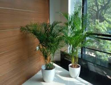 Plants on Rent