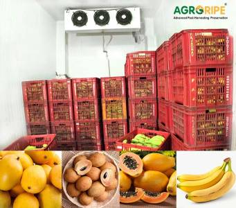 Fruit Ripening Chamber