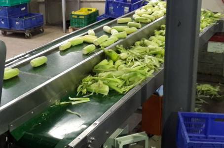 Industrial Conveyors