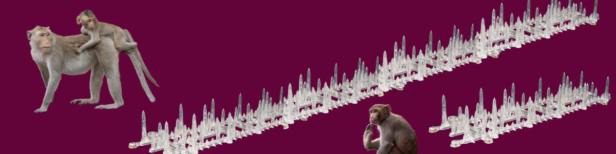 Monkey Spikes
