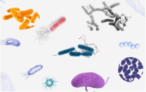 Probiotic & Prebiotics