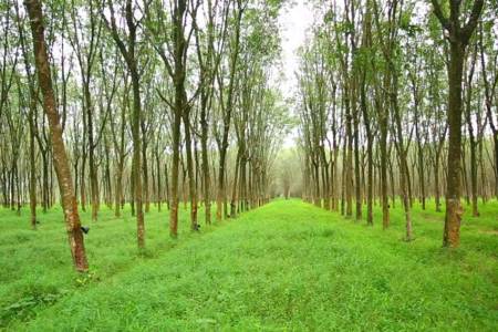 Plantation