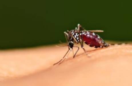 MOSQUITOES PEST CONTROL