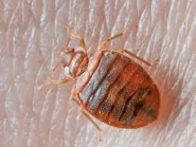 BED BUGS PEST CONTROL