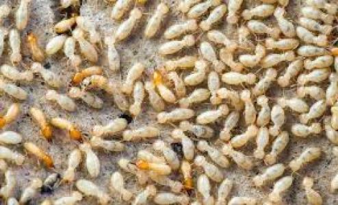 TERMITES PEST CONTROL