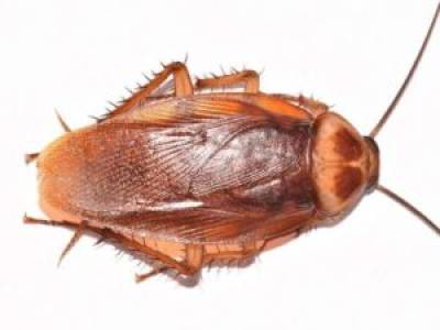 COCKROACHES PEST CONTROL