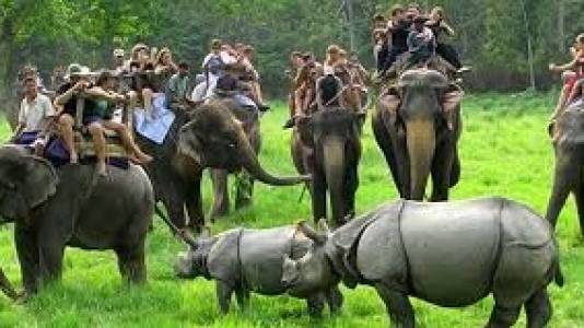 Wildlife Safari in Kaziranga National Park
