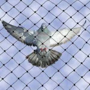 Birds Netting