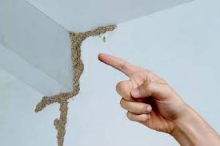 PEST AND TERMITE CONTROL SERVICE
