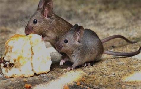 Rodent Control Service