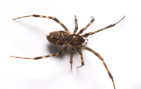 Insects Control Service
