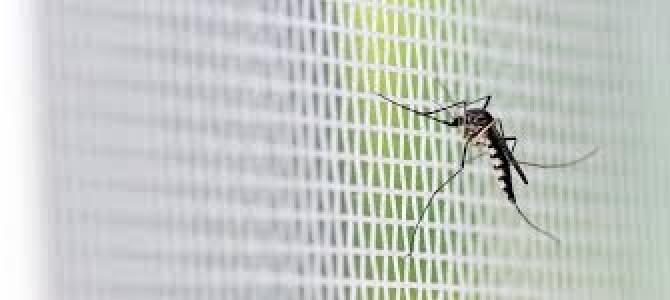 Mosquito Control