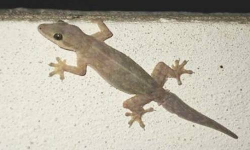 Lizard Pest Control