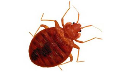 BED BUGS PEST CONTROL