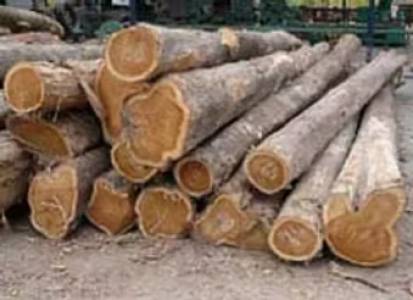 African Teak