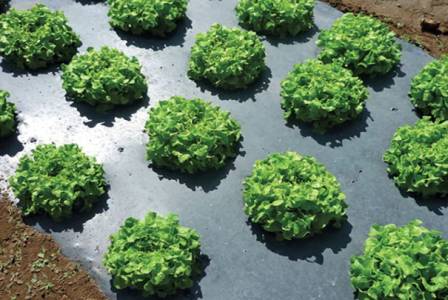 Mulch Film