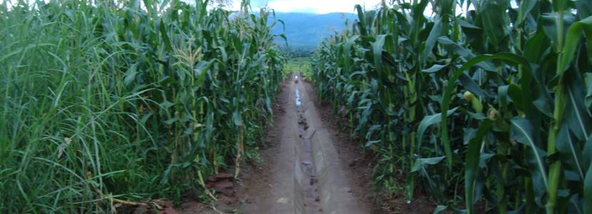 Irrigation Design and Supervision