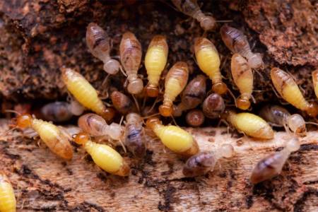 Termite Treatment