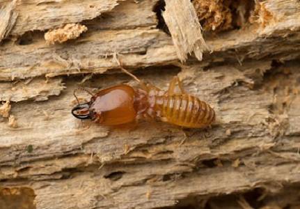 Termite