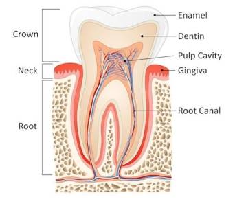 Root Canal Treatment