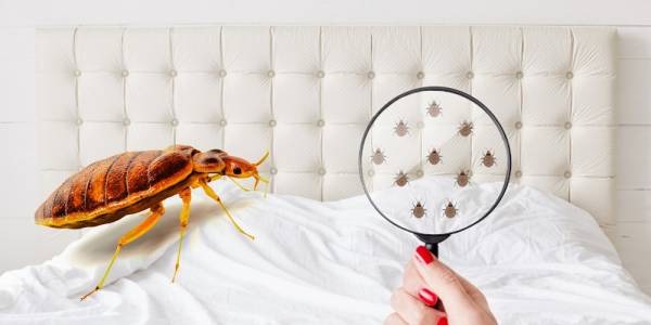 Bed Bugs Control