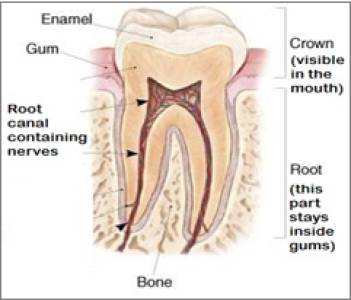 Root Canal Specialist