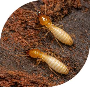 Anti Termite Treatment